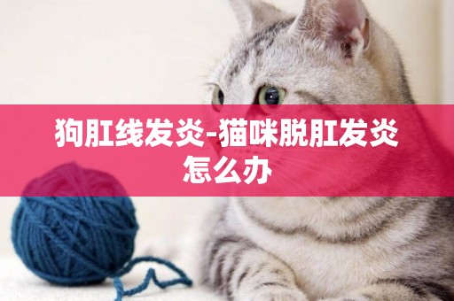狗肛線發炎-貓咪脫肛發炎怎么辦