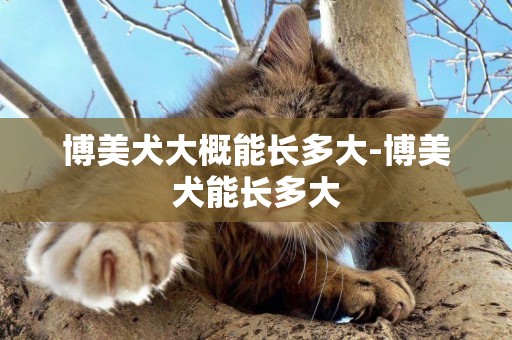 博美犬大概能長多大-博美犬能長多大