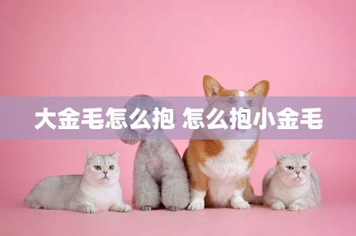 大金毛怎么抱 怎么抱小金毛