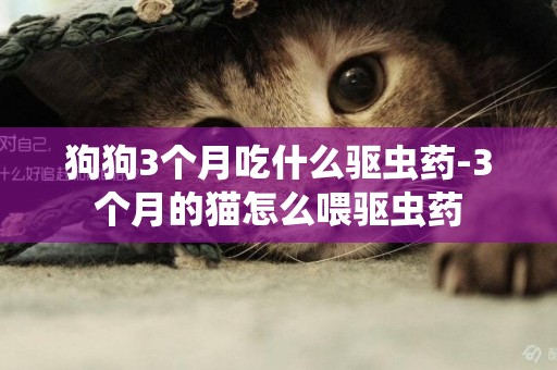 狗狗3個月吃什么驅蟲藥-3個月的貓怎么喂驅蟲藥