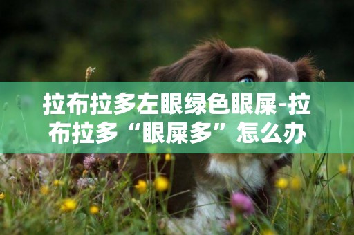 拉布拉多左眼綠色眼屎-拉布拉多“眼屎多”怎么辦