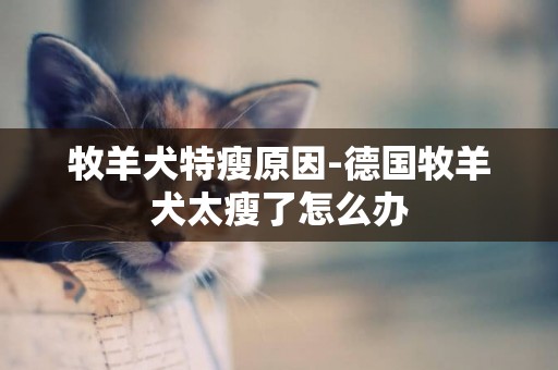 牧羊犬特瘦原因-德國牧羊犬太瘦了怎么辦