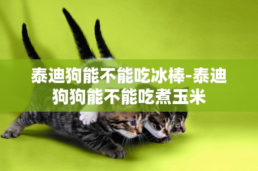 泰迪狗能不能吃冰棒-泰迪狗狗能不能吃煮玉米