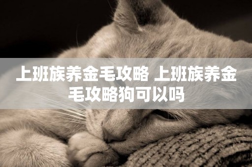 上班族養金毛攻略 上班族養金毛攻略狗可以嗎
