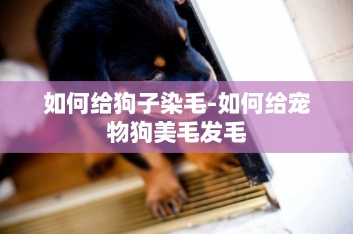 如何給狗子染毛-如何給寵物狗美毛發毛