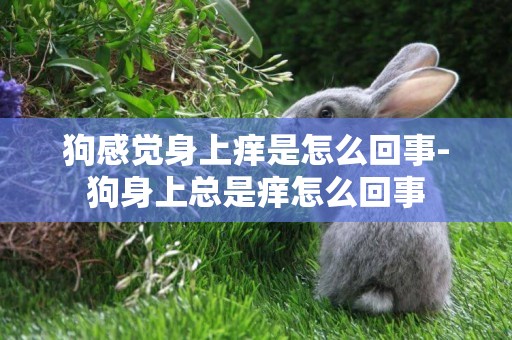 狗感覺身上癢是怎么回事-狗身上總是癢怎么回事