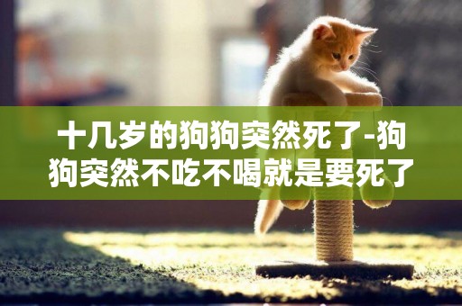 十幾歲的狗狗突然死了-狗狗突然不吃不喝就是要死了