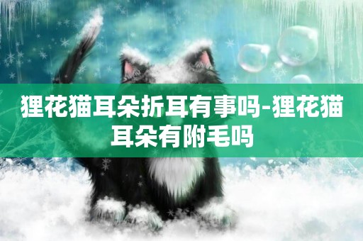貍花貓耳朵折耳有事嗎-貍花貓耳朵有附毛嗎