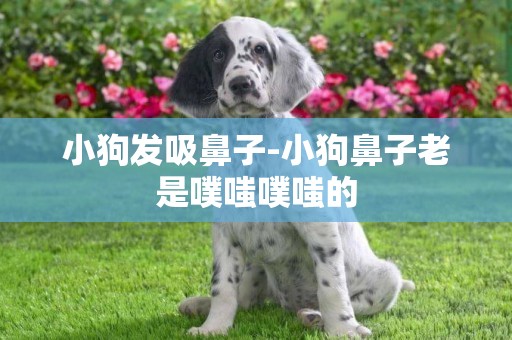 小狗發吸鼻子-小狗鼻子老是噗嗤噗嗤的
