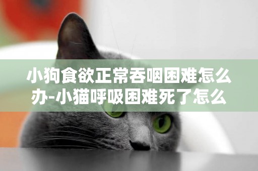 小狗食欲正常吞咽困難怎么辦-小貓呼吸困難死了怎么辦