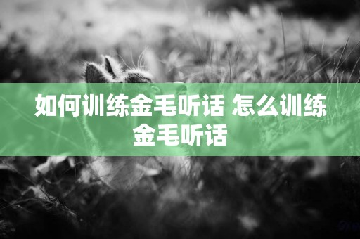 如何訓練金毛聽話 怎么訓練金毛聽話