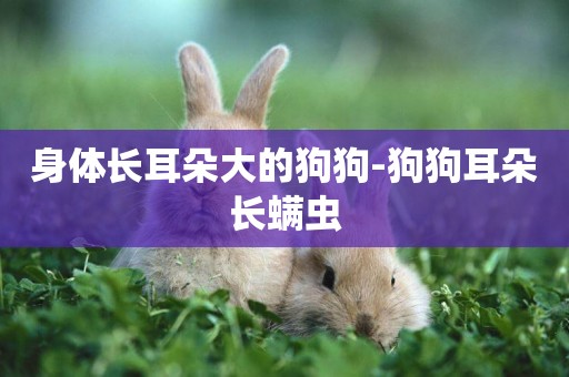 身體長耳朵大的狗狗-狗狗耳朵長螨蟲