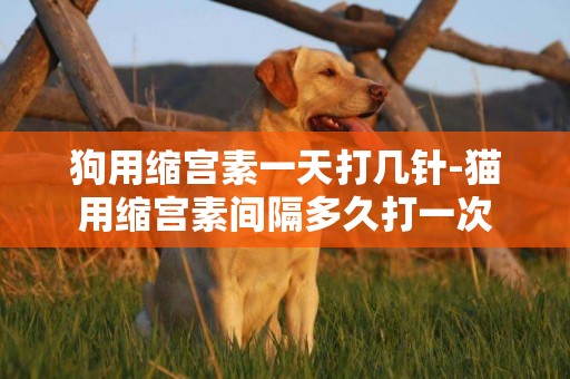 狗用縮宮素一天打幾針-貓用縮宮素間隔多久打一次