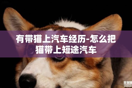 有帶貓上汽車經歷-怎么把貓帶上短途汽車