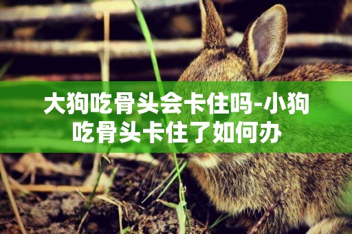 大狗吃骨頭會卡住嗎-小狗吃骨頭卡住了如何辦