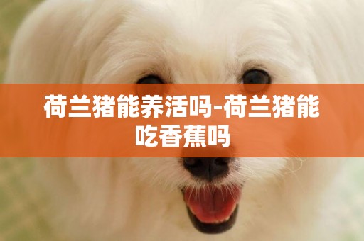 荷蘭豬能養活嗎-荷蘭豬能吃香蕉嗎