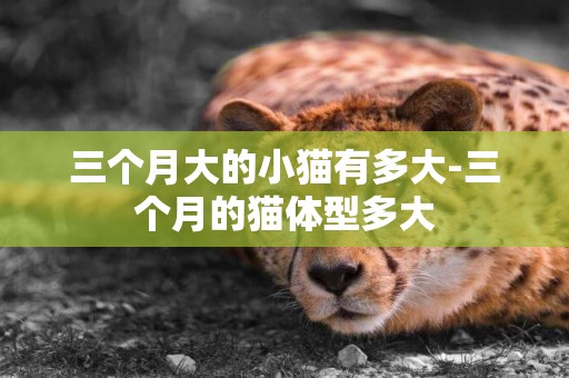 三個月大的小貓有多大-三個月的貓體型多大