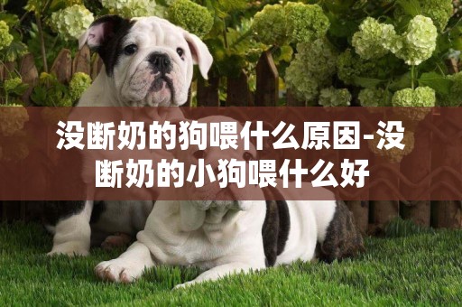 沒斷奶的狗喂什么原因-沒斷奶的小狗喂什么好
