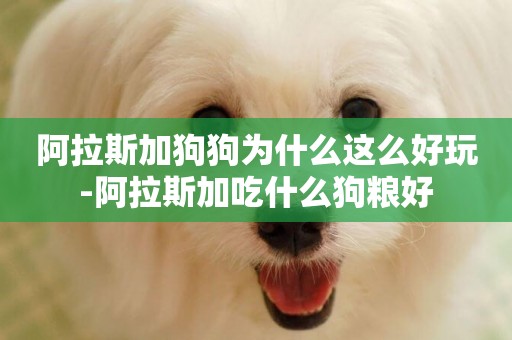 阿拉斯加狗狗為什么這么好玩-阿拉斯加吃什么狗糧好