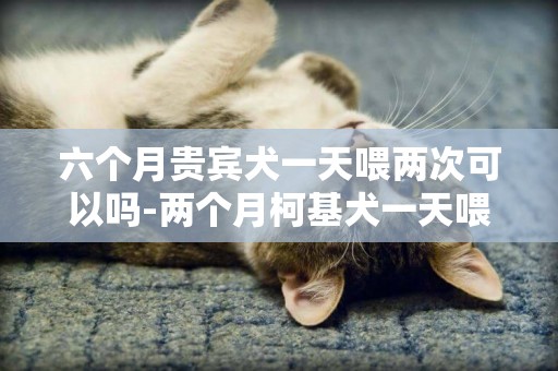 六個月貴賓犬一天喂兩次可以嗎-兩個月柯基犬一天喂幾次