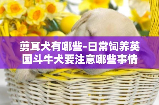 剪耳犬有哪些-日常飼養英國斗牛犬要注意哪些事情