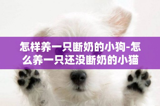 怎樣養一只斷奶的小狗-怎么養一只還沒斷奶的小貓