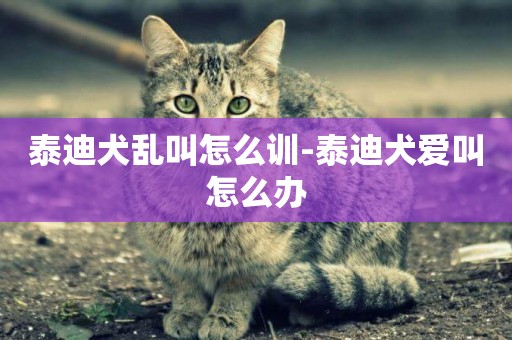 泰迪犬亂叫怎么訓-泰迪犬愛叫怎么辦