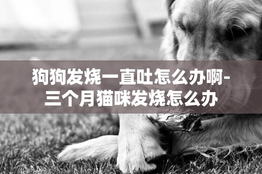 狗狗發燒一直吐怎么辦啊-三個月貓咪發燒怎么辦