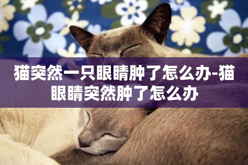 貓突然一只眼睛腫了怎么辦-貓眼睛突然腫了怎么辦
