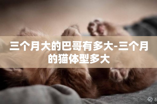 三個月大的巴哥有多大-三個月的貓體型多大