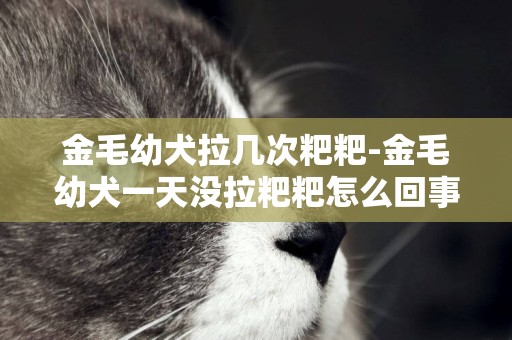 金毛幼犬拉幾次粑粑-金毛幼犬一天沒拉粑粑怎么回事
