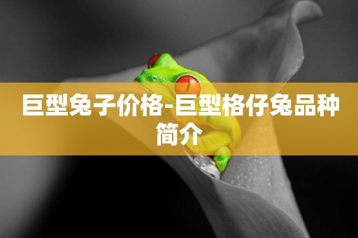 巨型兔子價格-巨型格仔兔品種簡介