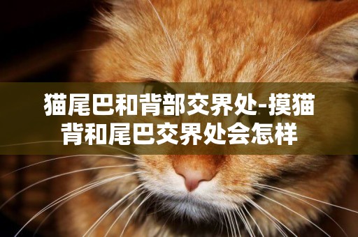 貓尾巴和背部交界處-摸貓背和尾巴交界處會怎樣