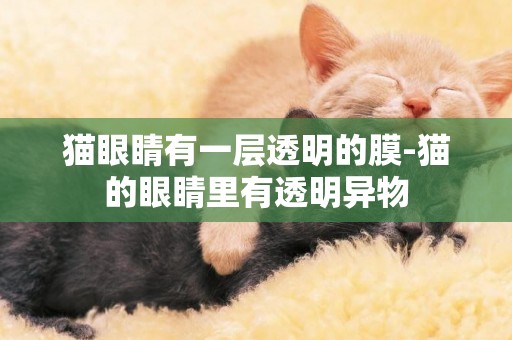 貓眼睛有一層透明的膜-貓的眼睛里有透明異物
