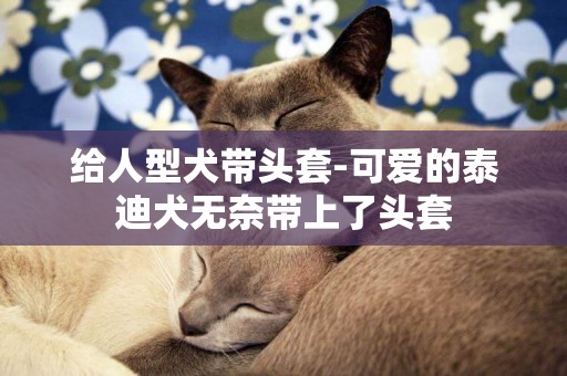 給人型犬帶頭套-可愛的泰迪犬無奈帶上了頭套
