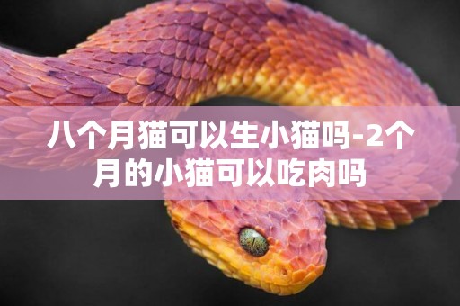 八個月貓可以生小貓嗎-2個月的小貓可以吃肉嗎