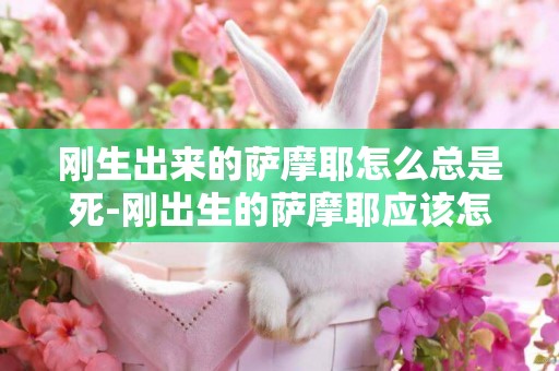 剛生出來的薩摩耶怎么總是死-剛出生的薩摩耶應該怎么護理呢
