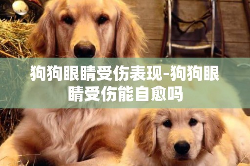 狗狗眼睛受傷表現-狗狗眼睛受傷能自愈嗎