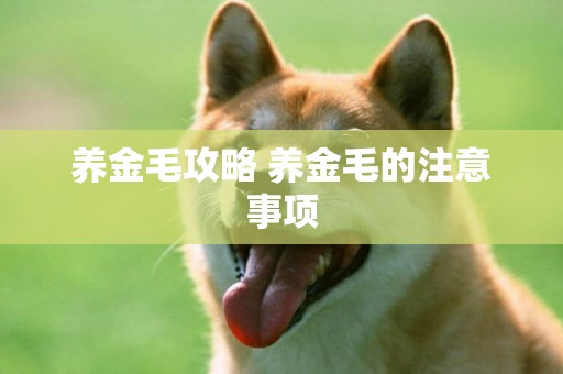 養金毛攻略 養金毛的注意事項