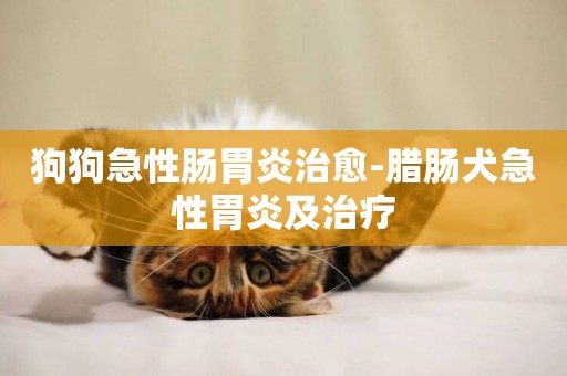 狗狗急性腸胃炎治愈-臘腸犬急性胃炎及治療