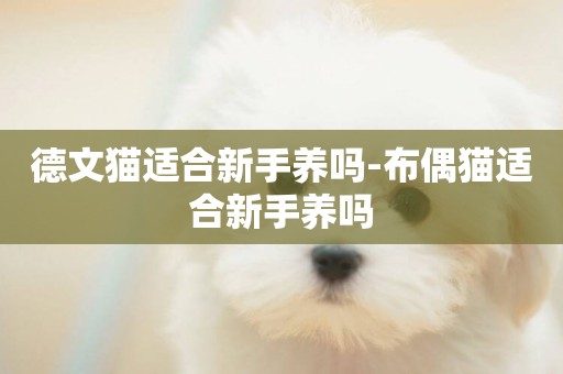 德文貓適合新手養嗎-布偶貓適合新手養嗎
