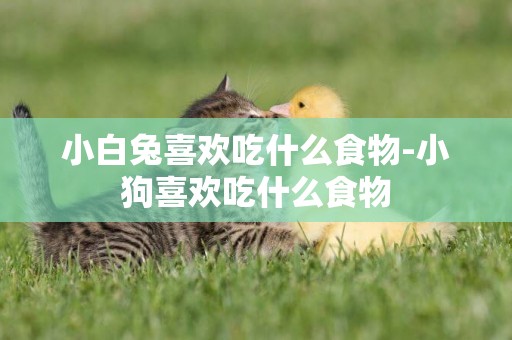 小白兔喜歡吃什么食物-小狗喜歡吃什么食物