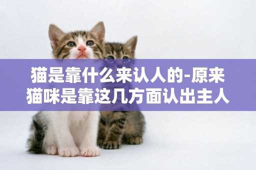 貓是靠什么來認人的-原來貓咪是靠這幾方面認出主人的