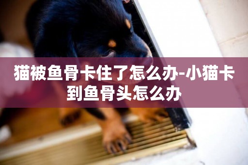 貓被魚骨卡住了怎么辦-小貓卡到魚骨頭怎么辦