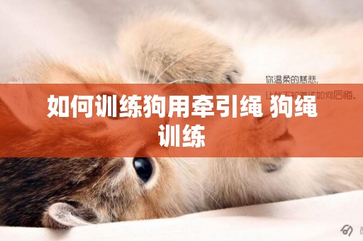 如何訓練狗用牽引繩 狗繩訓練