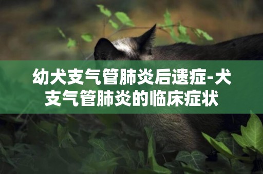 幼犬支氣管肺炎后遺癥-犬支氣管肺炎的臨床癥狀