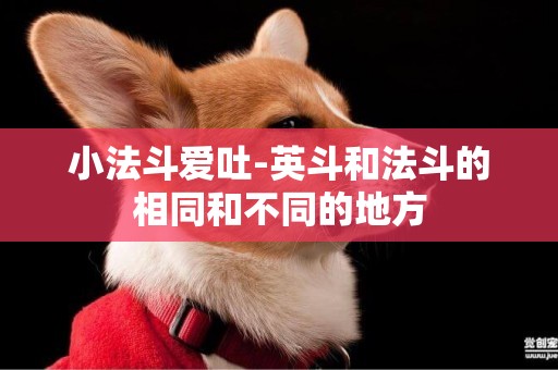 小法斗愛吐-英斗和法斗的相同和不同的地方