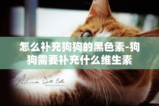 怎么補充狗狗的黑色素-狗狗需要補充什么維生素