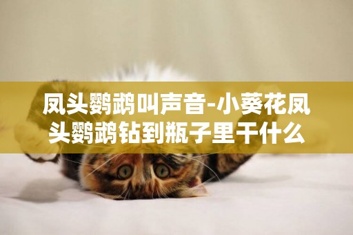 鳳頭鸚鵡叫聲音-小葵花鳳頭鸚鵡鉆到瓶子里干什么