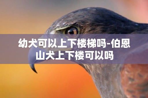 幼犬可以上下樓梯嗎-伯恩山犬上下樓可以嗎